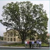 Greystone Oak Tree